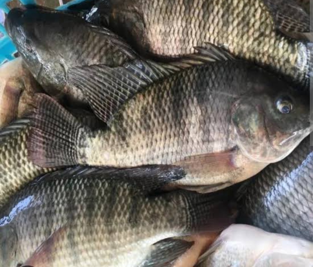 gros poisson frais