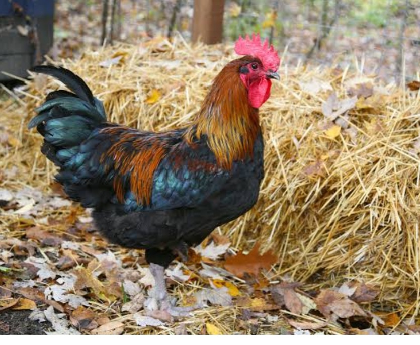 poulet sur pied wilky