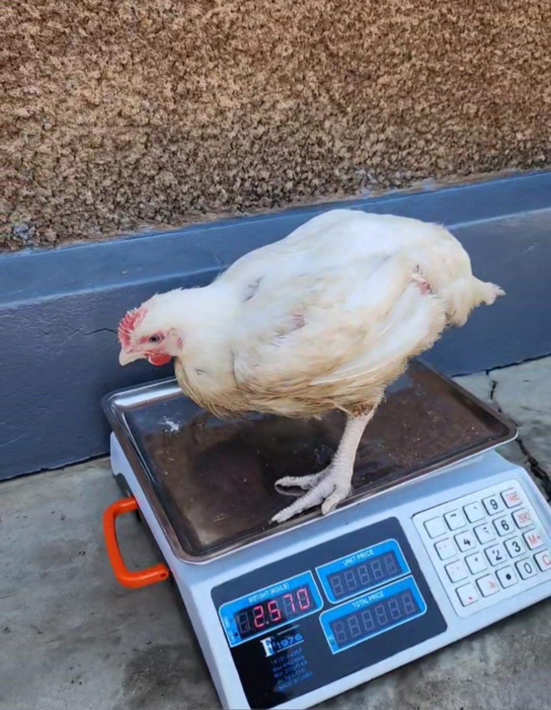 poulet de chair